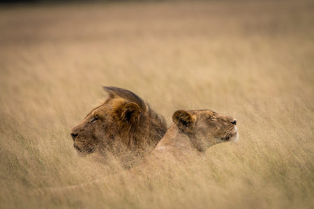 Lion mating couple laying in the high grass in the Central Kalahari, Botswana.の写真素材
