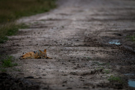 Black-backed jackal laying on the road in the Central Kalahari, Botswana.