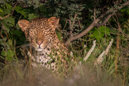 Leopard hiding in the bushes in the Central Kalahari, Botswana.の写真素材