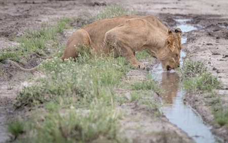 Lion drinking from a little pool of water in the Central Kalahari, Botswana.の写真素材