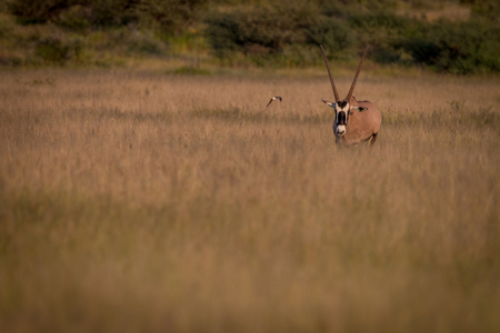 Oryx standing in the grass in the Central Kalahari, Botswana.の写真素材
