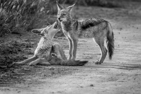 Two Black-backed jackals bonding in black and white in the Central Kalahari, Botswana.の写真素材