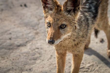 Black-backed jackal starring at the camera in the Central Kalahari, Botswana.の写真素材
