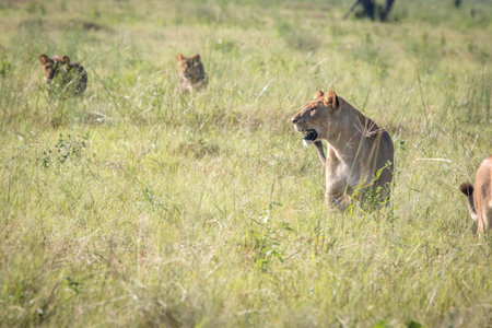 Lioness starring in the grass in the Chobe National Park, Botswana.