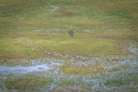 Aerial view of a herd of Zebras in the Okavango Delta, Botswana.の写真素材