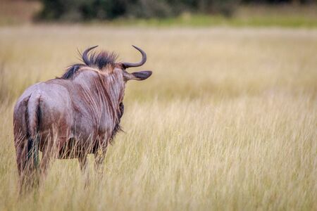 A Blue wildebeest looking around in the Okavango Delta, Botswana.の写真素材