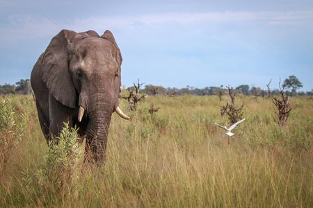 An Elephant starring at the camera in the Okavango Delta, Botswana.の写真素材