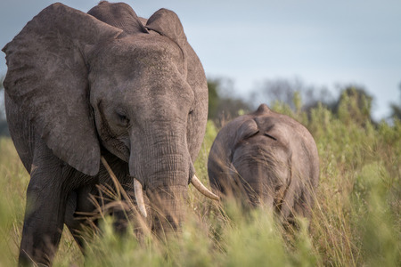 Two Elephants walking in the grass in the Okavango Delta, Botswana.の写真素材