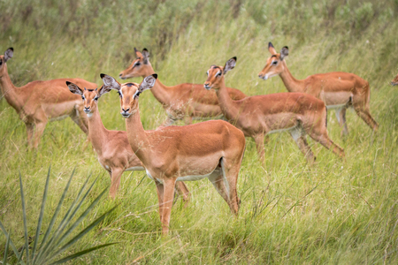 A herd of Impalas walking in the grass in the Okavango Delta, Botswana.の写真素材