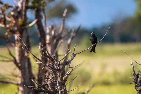 A Fork-tailed drongo on a branch in the Okavango Delta, Botswana.の写真素材