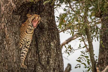 Leopard yawning in a tree in the Okavango Delta, Botswana.の写真素材