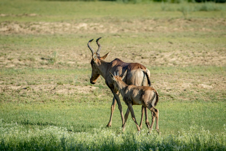 Red hartebeest and calf walking away in the Kalagadi Transfrontier Park, South Africa.の写真素材