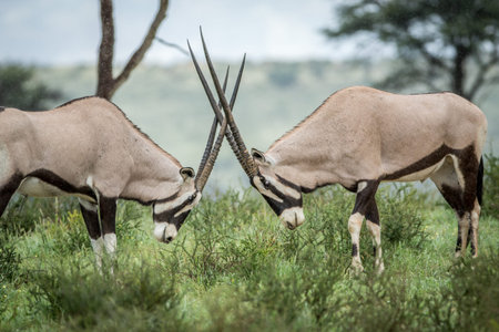 Two Oryx fighting in the grass , South Africa.の写真素材