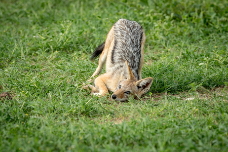 Black-backed jackal rubbing himself in the grass in the Etosha National Park, Namibia.の写真素材
