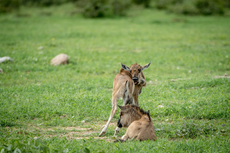 Two Blue wildebeest calves in the grass in the Etosha National Park, Namibia.の写真素材