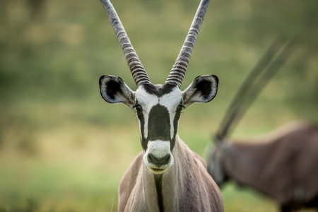 Close up of an Oryx starring at the camera , South Africa.の写真素材