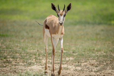 Springbok walking towards the camera , South Africa.の写真素材