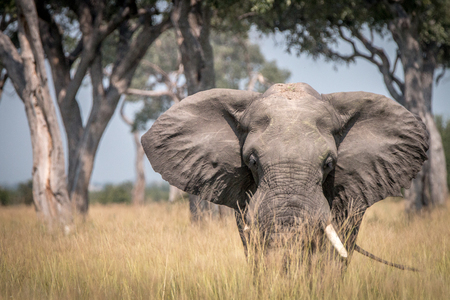 An Elephant walking towards the camera in the Chobe National Park, Botswana.の写真素材