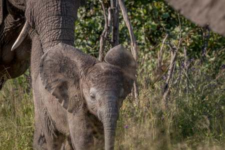 A young Elephant walking towards the camera in the Chobe National Park, Botswana.の写真素材