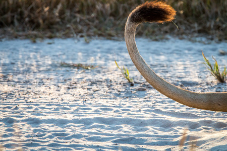 Close up of a Lion's tail during the sunset in the Chobe National Park, Botswana.の写真素材
