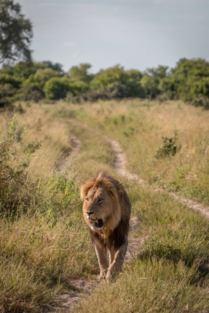 A male Lion walking towards the camera in the Chobe National Park, Botswana.の写真素材