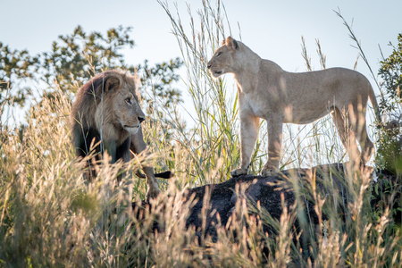 A mating couple of Lions standing on a ridge in the Chobe National Park, Botswana.の写真素材
