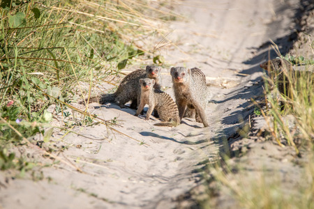 A group of Banded mongoose on the road in the Chobe National Park, Botswana.の写真素材