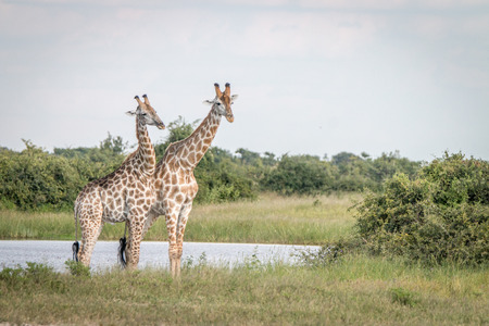 Two Giraffes standing in the grass in the Chobe National Park, Botswana.の写真素材