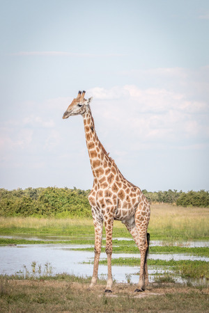 A Giraffe standing in the grass in the Chobe National Park, Botswana.の写真素材