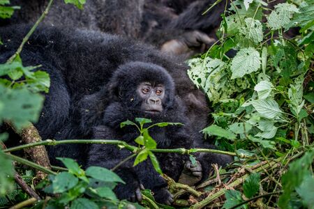 Close up of a baby Mountain gorilla in the Virunga National Park, Democratic Republic Of Congo.の写真素材