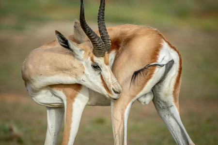 Springbok grooming himself in the Kalagadi Transfrontier Park, South Africa.の写真素材