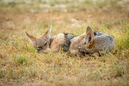 Two young Black-backed jackals laying in the grass in the Kalagadi Transfrontier Park, South Africa.の写真素材