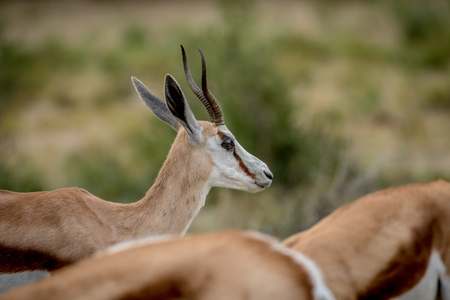 Close up of a Springbok in the Kalagadi Transfrontier Park, South Africa.の写真素材
