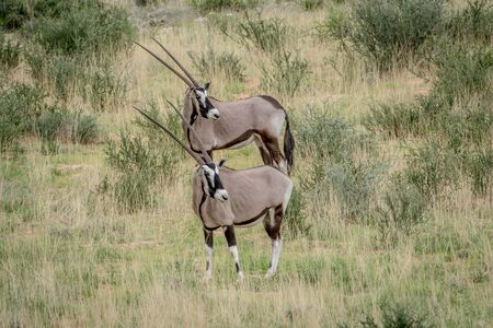Two Oryx standing in the grass in the Kalagadi Transfrontier Park, South Africa.の写真素材