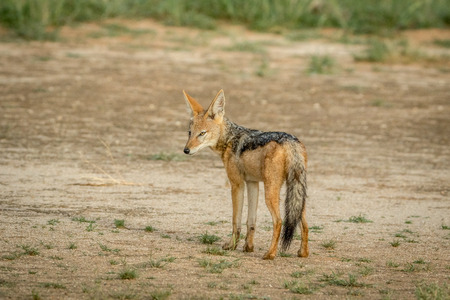 Black-backed jackal looking back in the Kalagadi Transfrontier Park, South Africa.の写真素材