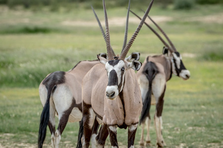 Oryx starring at the camera in the Kalagadi Transfrontier Park, South Africa.の写真素材