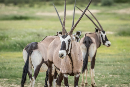 Oryx starring at the camera in the Kalagadi Transfrontier Park, South Africa.の写真素材