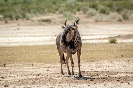 Blue wildebeest standing in the sand in the Kalagadi Transfrontier Park, South Africa.の写真素材