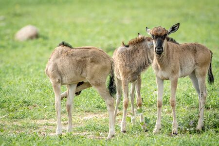 Three blue wildebeest calves standing in the grass in the Etosha National Park, Namibia.の写真素材