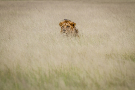 Head of a male Lion sticking out of the grass in the Central Kalahari, Botswana.の写真素材