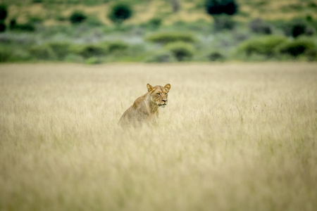 Lion sitting in the high grass in the Central Kalahari, Botswana.の写真素材