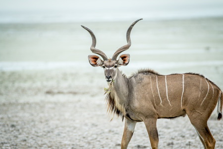 Male Kudu starring at the camera in the Etosha National Park, Namibia.の写真素材