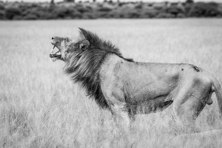 Big male Lion doing a Flehmen grimace in black and white in  the Central Kalahari, Botswana.の写真素材