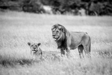 Lion mating couple in the grass in black and white in the Central Kalahari, Botswana.の写真素材