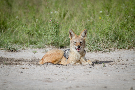 Black-backed jackal laying in the sand in the Central Kalahari, Botswana.の写真素材