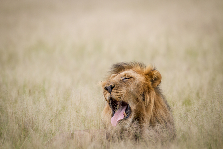 Big male Lion yawning in the high grass in the Central Kalahari, Botswana.の写真素材