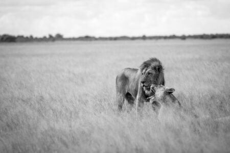 Lion mating couple in the high grass in black and white in the Central Kalahari, Botswana.の写真素材