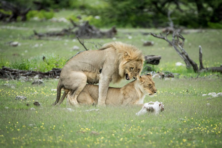 Lion couple mating in the grass in the Etosha National Park, Namibia.の写真素材