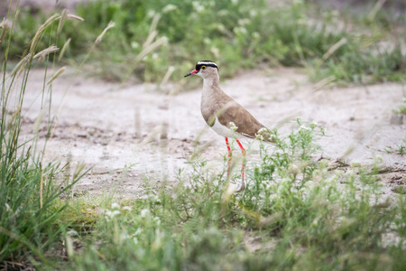 Crowned lapwing standing in the sand in the Central Kalahari, Botswana.の写真素材