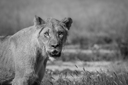 Starring young male Lion in black and white in the Central Kalahari, Botswana.の写真素材
